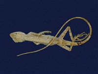 藏品(琉球攀蜥)的圖片